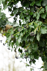 Obraz premium Close-up of Hedera helix (common ivy) with dark berries among glossy green leaves. A beautiful example of evergreen foliage and late-season fruiting in nature.