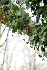 Close-up of Hedera helix (common ivy) with dark berries among glossy green leaves. A beautiful...