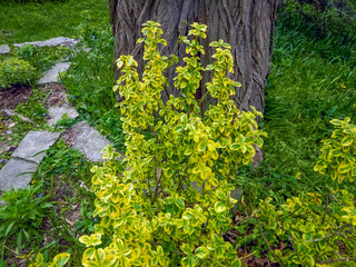 Euonymus Fortunei Gold Splash Flowers Growing In The Garden In Spring In Wisconsin