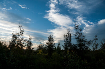 Dramatic cloudscape with silhouetted trees in the foreground at early dusk