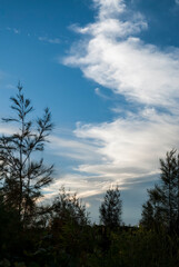 Dramatic cloudscape near dusk with silhouetted trees in the foreground_20101217_05356.