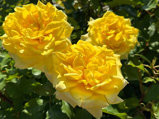 Three yellow roses blooms in garden