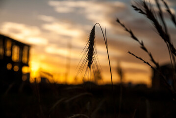 Grass seed head, ripe and dangling and silhouetted at sunset in Australia_20101217_05360.