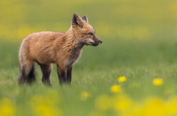 Fototapeta premium Red fox kit