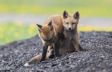 Red fox kits playing