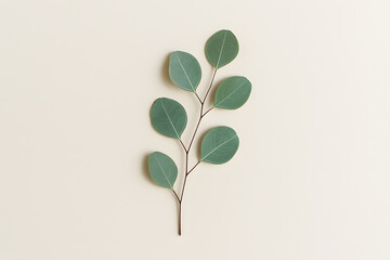 Flat lay of a eucalyptus stem with green round leaves on a neutral background, ideal for natural or botanical design..