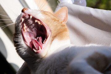 A ginger cat mid-yawn, showing its mouth wide open and stretching its face. The moment captures a...