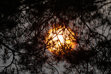 Fiery Sunset Viewed Through a Silhouette of Pine Branches