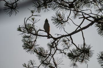 Tree Sparrow Silhouette in a Pine Tree at Twilight