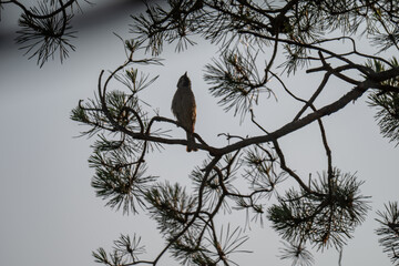 Tree Sparrow Silhouette in a Pine Tree at Twilight