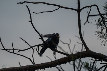 Blackbird Silhouette on a Pine Branch at Twilight