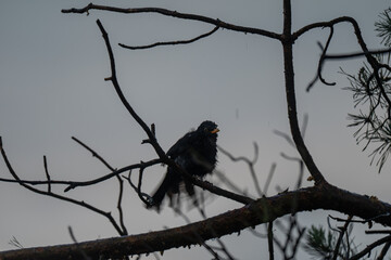 Blackbird Silhouette on a Pine Branch at Twilight