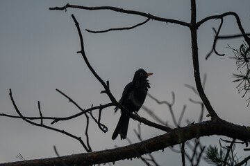 Blackbird Silhouette on a Pine Branch at Twilight