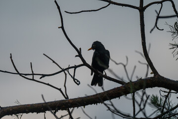 Blackbird Silhouette on a Pine Branch at Twilight