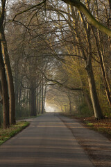 Curved pathways in Amsterdamse Bos designed for both cyclists and pedestrians. Surrounded by greenery and trees, the scene captures a peaceful moment in urban nature.