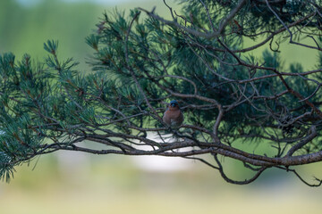 Colorful Male Chaffinch with an Inquisitive Gaze