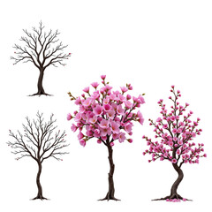 Obraz premium Four Unique Trees with Bright Pink Blossoms in Different Stages of Blooming in a Transparent Background
