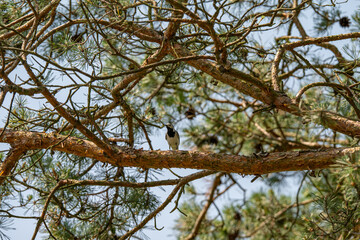 A Glimpse of a White Wagtail Among Pine Branches