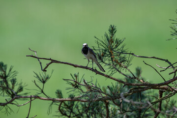 Calling White Wagtail Against a Vibrant Green Background
