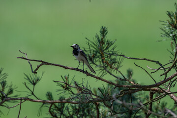 Calling White Wagtail Against a Vibrant Green Background