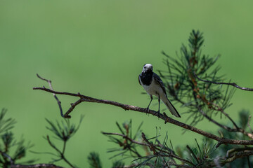 Calling White Wagtail Against a Vibrant Green Background