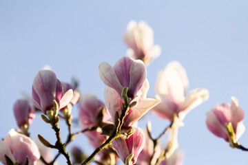 Delicate branches of a magnolia tree in full bloom stretch across a vivid blue sky. The soft pink...