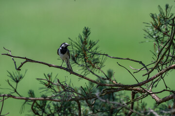 Inquisitive White Wagtail Making Eye Contact from a Pine Branch