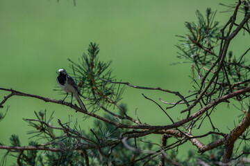 Inquisitive White Wagtail Making Eye Contact from a Pine Branch
