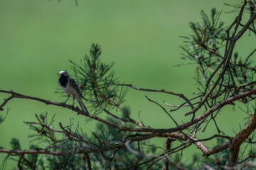 Inquisitive White Wagtail Making Eye Contact from a Pine Branch