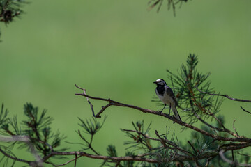 Inquisitive White Wagtail Making Eye Contact from a Pine Branch