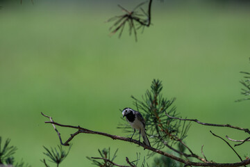 Inquisitive White Wagtail Making Eye Contact from a Pine Branch