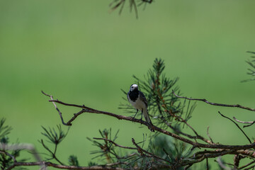 Inquisitive White Wagtail Making Eye Contact from a Pine Branch