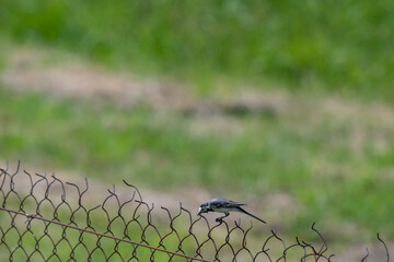 White Wagtail on a chain linked fence
