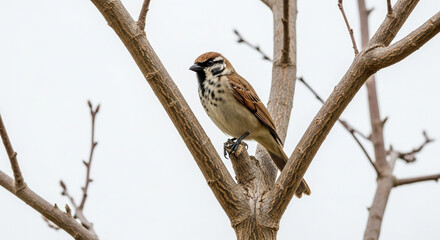 Naklejka premium female house sparrow
