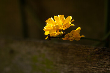 A vibrant Japanese Kerria flower with bright yellow petals, dramatically lit against a deep black...