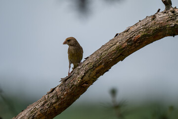 Pensive European Greenfinch on a Pine Branch