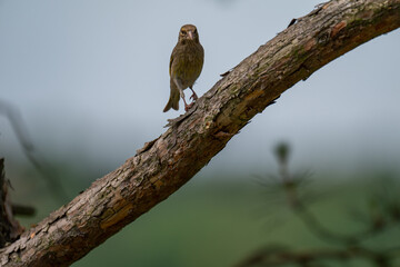 European Greenfinch with a Curious Glance on a Pine Branch