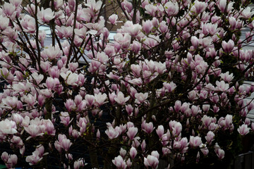 Graceful magnolia branches stretch across the frame, adorned with soft pink or white blossoms. The...