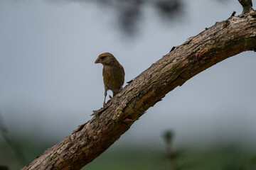 Pensive European Greenfinch on a Pine Branch