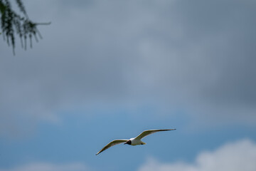 Fototapeta premium Graceful Black-headed Gull in Flight Against a Cloudy Sky