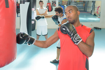 portrait of the young boxers