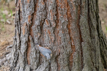 Fototapeta premium Agile Nuthatch Foraging Head-Down at the Base of a Pine