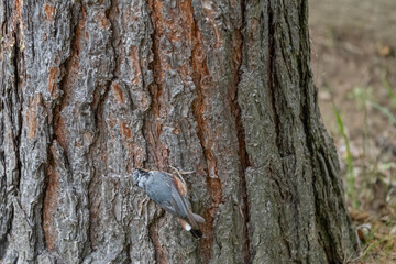 Agile Nuthatch Foraging Head-Down at the Base of a Pine