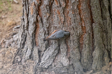 Agile Nuthatch Foraging Head-Down at the Base of a Pine