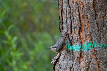 Nature and Human Intervention: Nuthatch on a Marked Forest Tree