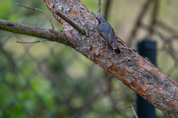 Alert Eurasian Nuthatch in Profile on a Weathered Branch