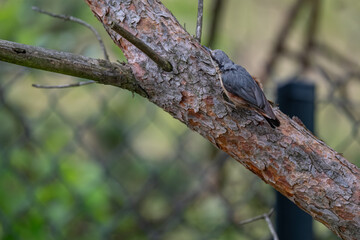 Alert Eurasian Nuthatch in Profile on a Weathered Branch