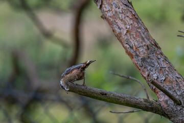 Alert Eurasian Nuthatch in Profile on a Weathered Branch