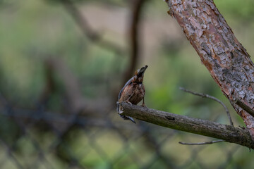 Alert Eurasian Nuthatch in Profile on a Weathered Branch