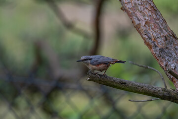 Alert Eurasian Nuthatch in Profile on a Weathered Branch